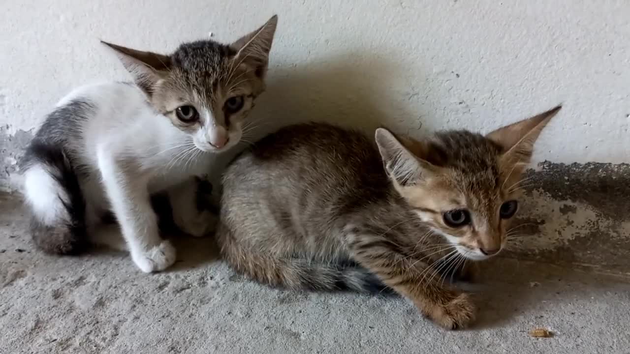 Baby Cats