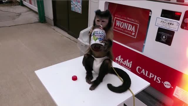 Very Smart Monkey