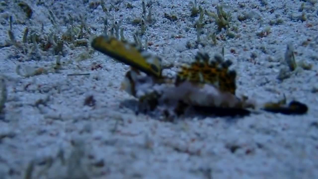 Orange-blue dragonet: Dactylopus Kuiteri