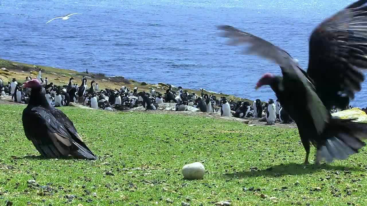 Amazing! Bird steals egg camera & films penguin colony from the air