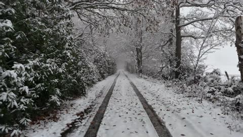 Rainfall Reverie: 1 Hour of Blissful Light, Soft, and Heavy Rain Sounds for Relaxation