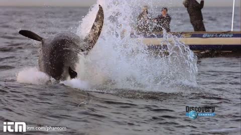 Slow Motion Shark Attack High Definition - Shark Week