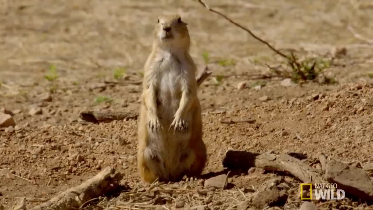 The Prairie Dog Life | Destination WILD
