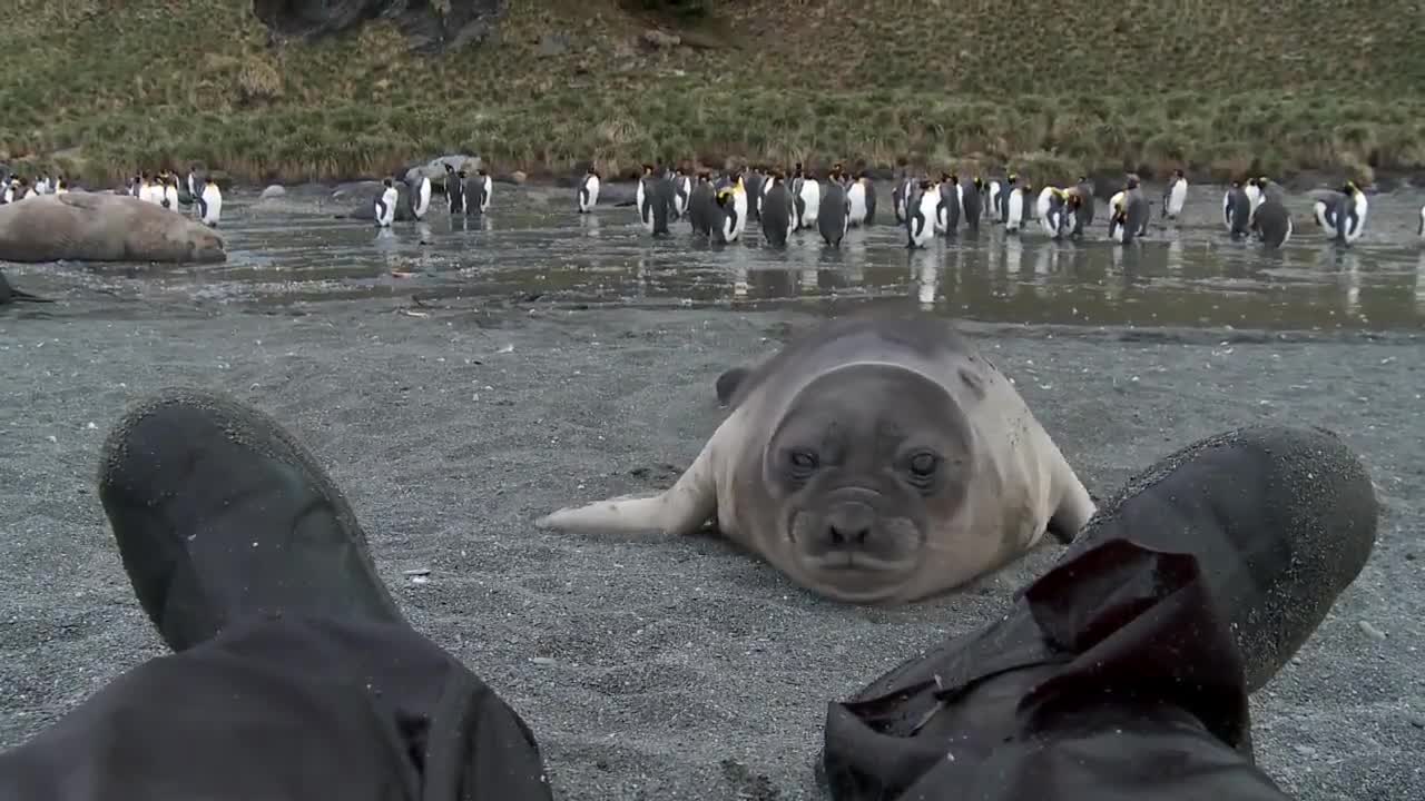 Curious Baby Seal Approaches Cameraman