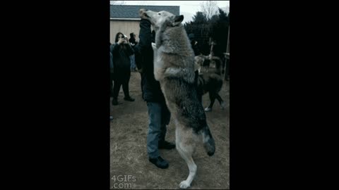 Giant dog gif video