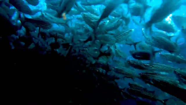 Scuba divers become lost in gigantic & beautiful bait ball