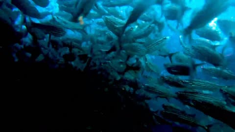 Scuba divers become lost in gigantic & beautiful bait ball