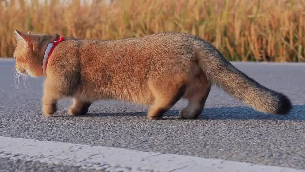 walk cat