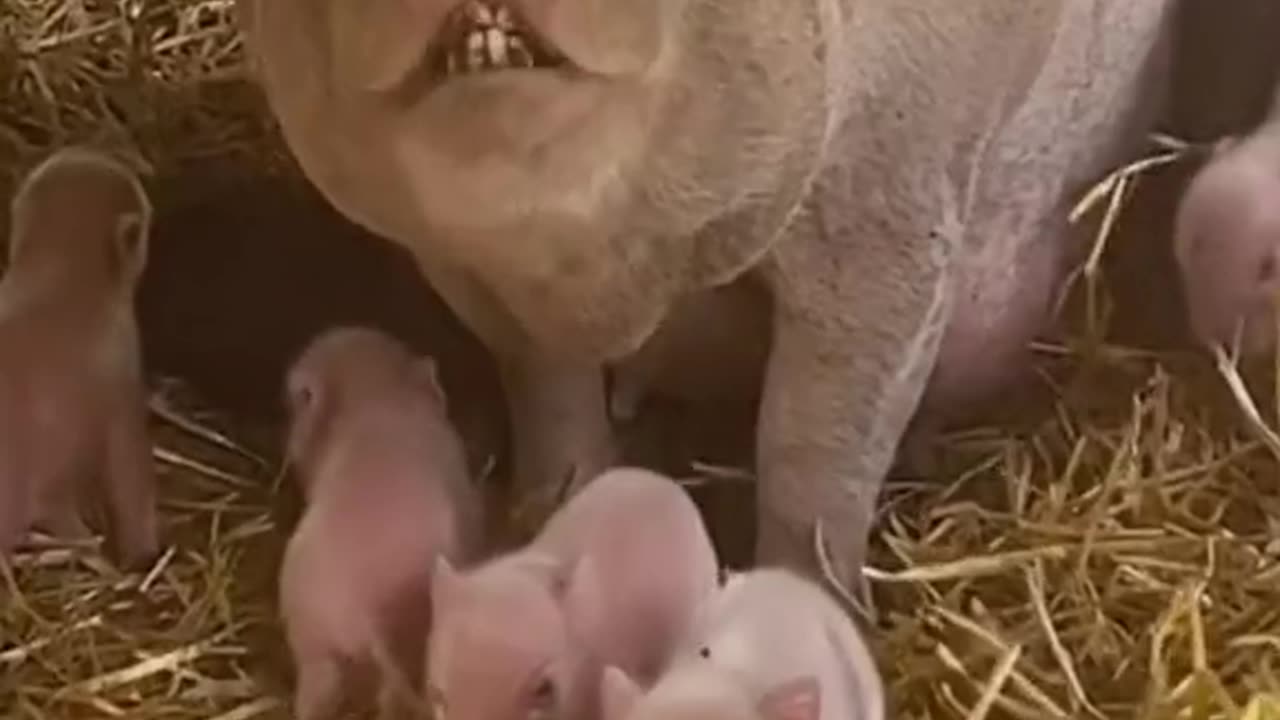 Lovely babypigs