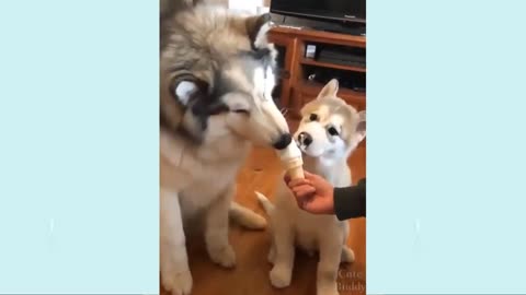 funny animals dogs