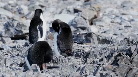 Amazing scene of wildlife