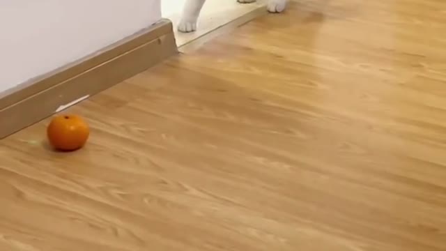 super funny kitten