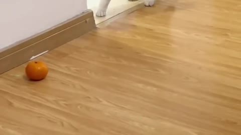 super funny kitten