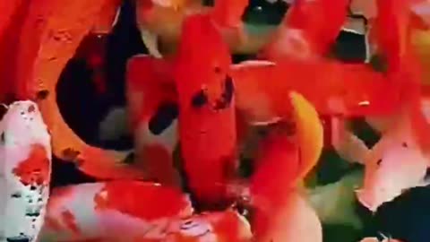 Naughty animals and funny