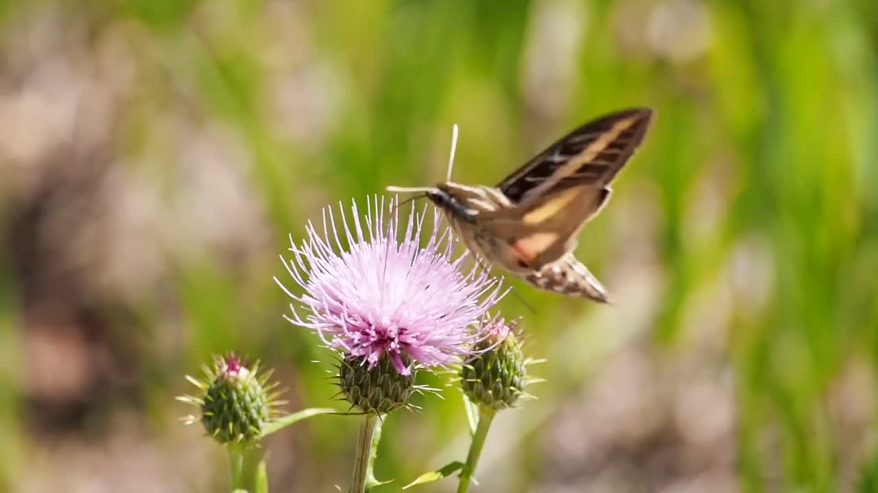Butterfly nectar