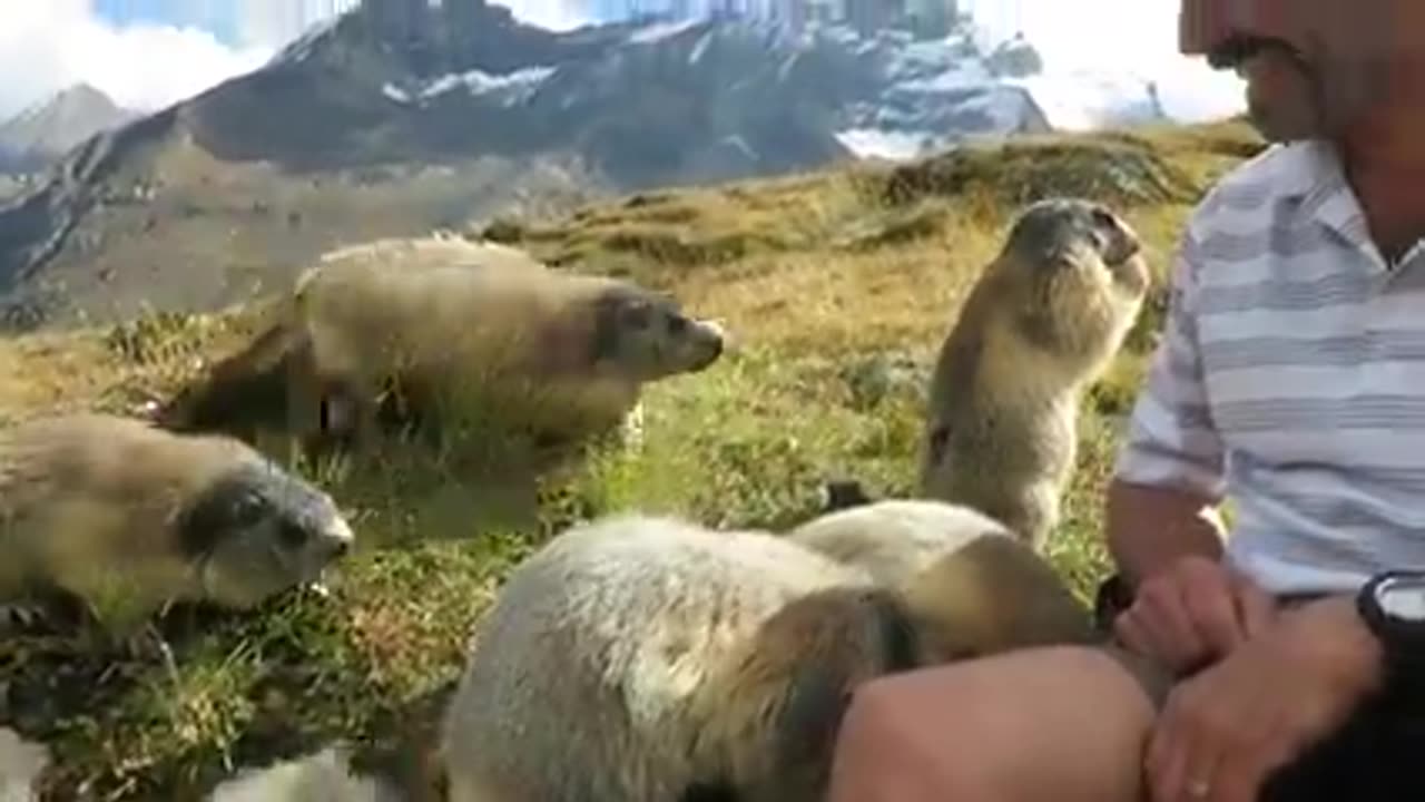 Cute marmots