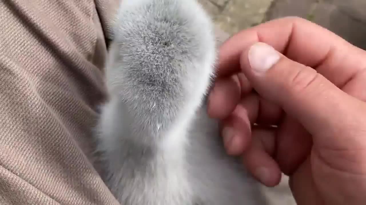 Duckling thinks baby swan is her mon