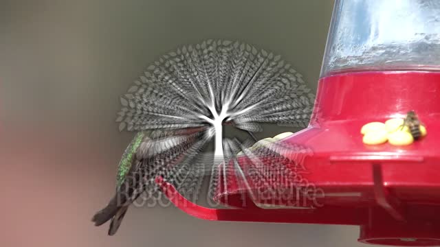 Hummingbird lone eating feeding in spring feeder nectar in arizona