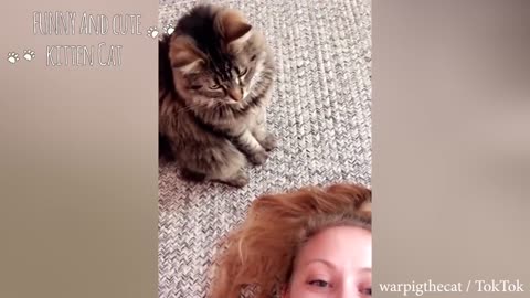 Cats and Human Videos Compilation