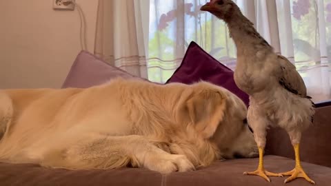 Golden Retriever and Chick [Funny Reaction]