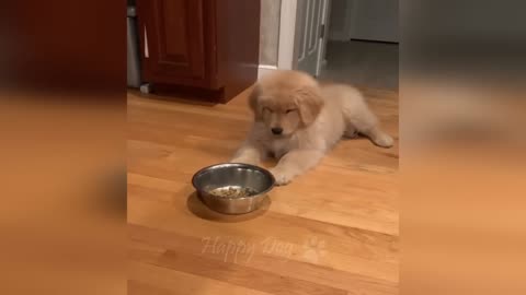 dogs - Funny animal videos
