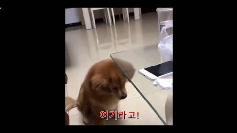 The dog and the glass