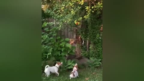 Very funny cats and dogs😂Funny animal videos 2023