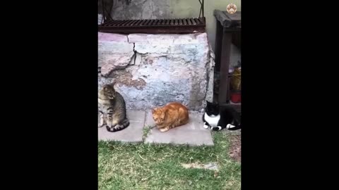 Hilarious Pets