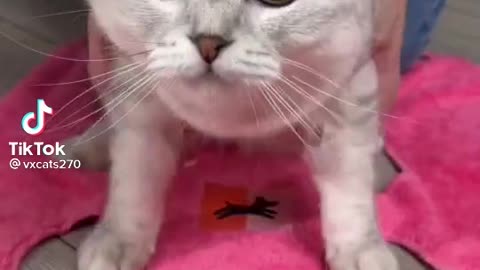 Beautiful Cats 🐈🐈🐈🐱 foryoupage viral video rumble