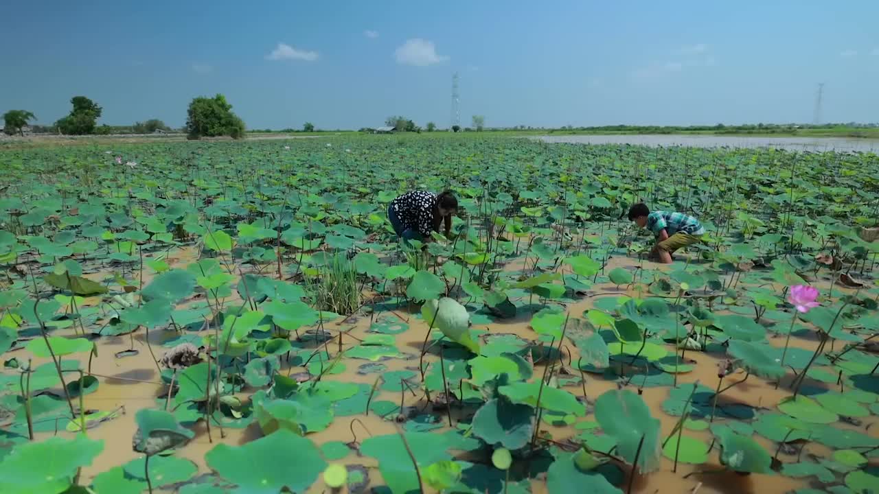 Harvest Lotus root and pick fruit for cooking