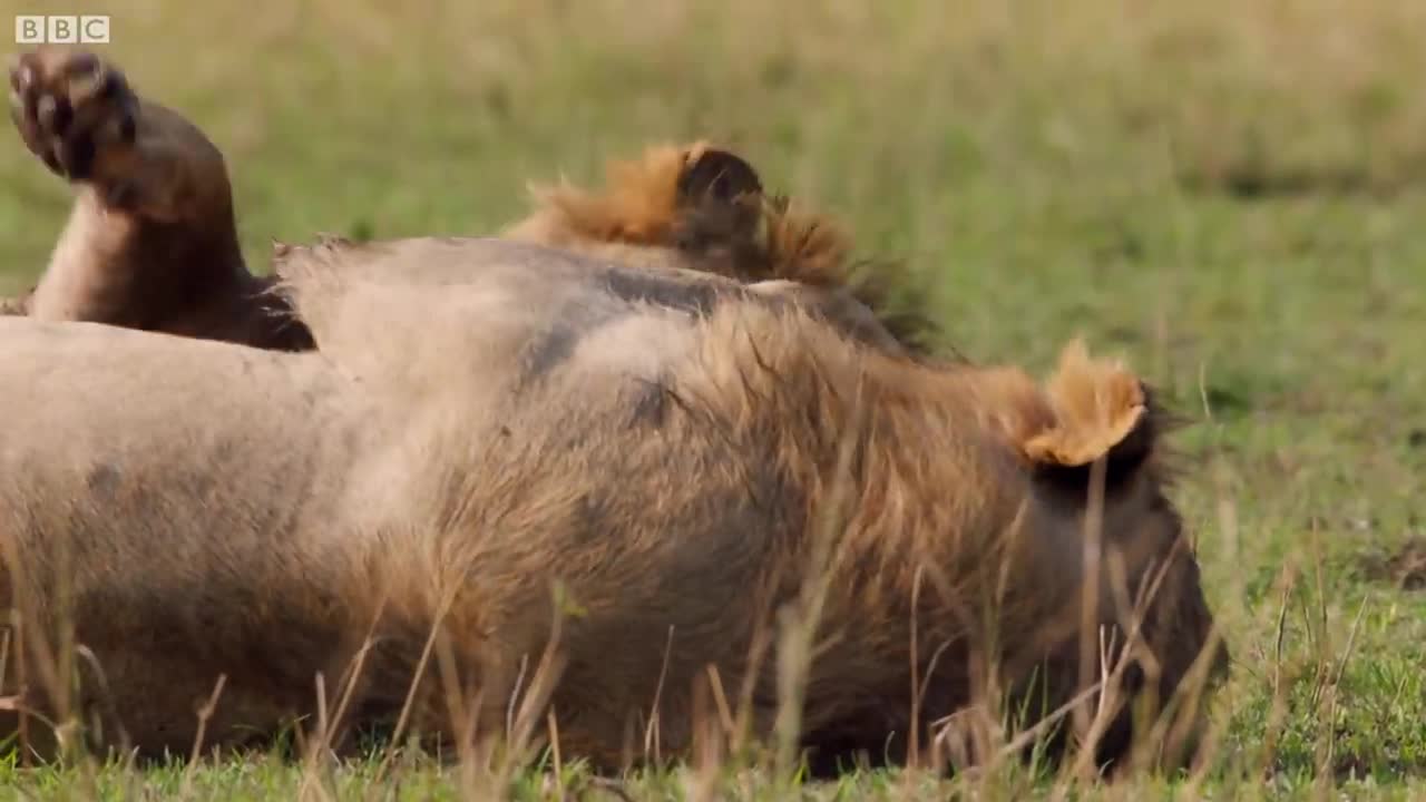 Hyena pack attacks lion | FULL CLIP - Dynasties