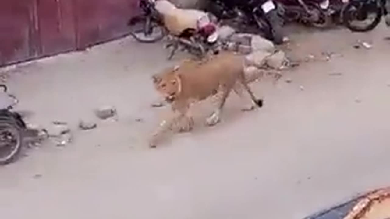 Un león suelto causó pánico en una transitada calle de Pakistán
