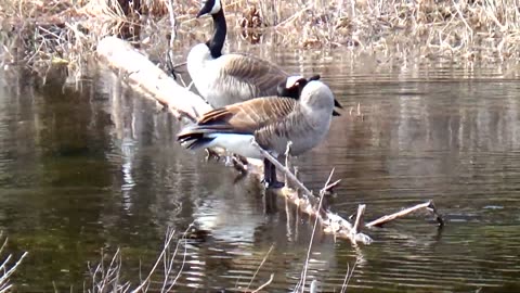 Canada Geese