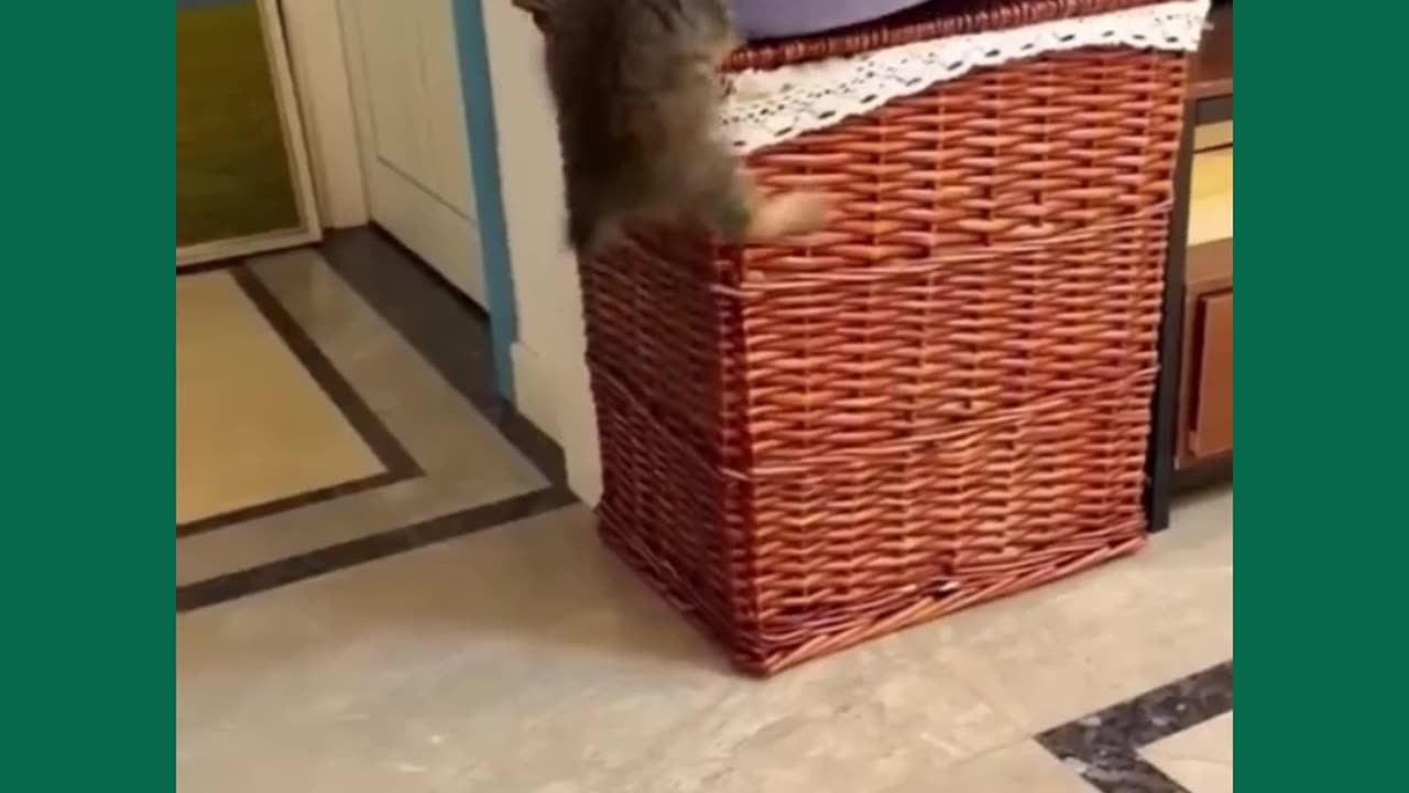 Funny animals video