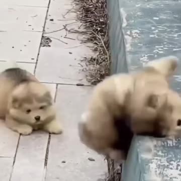 Cute puppies