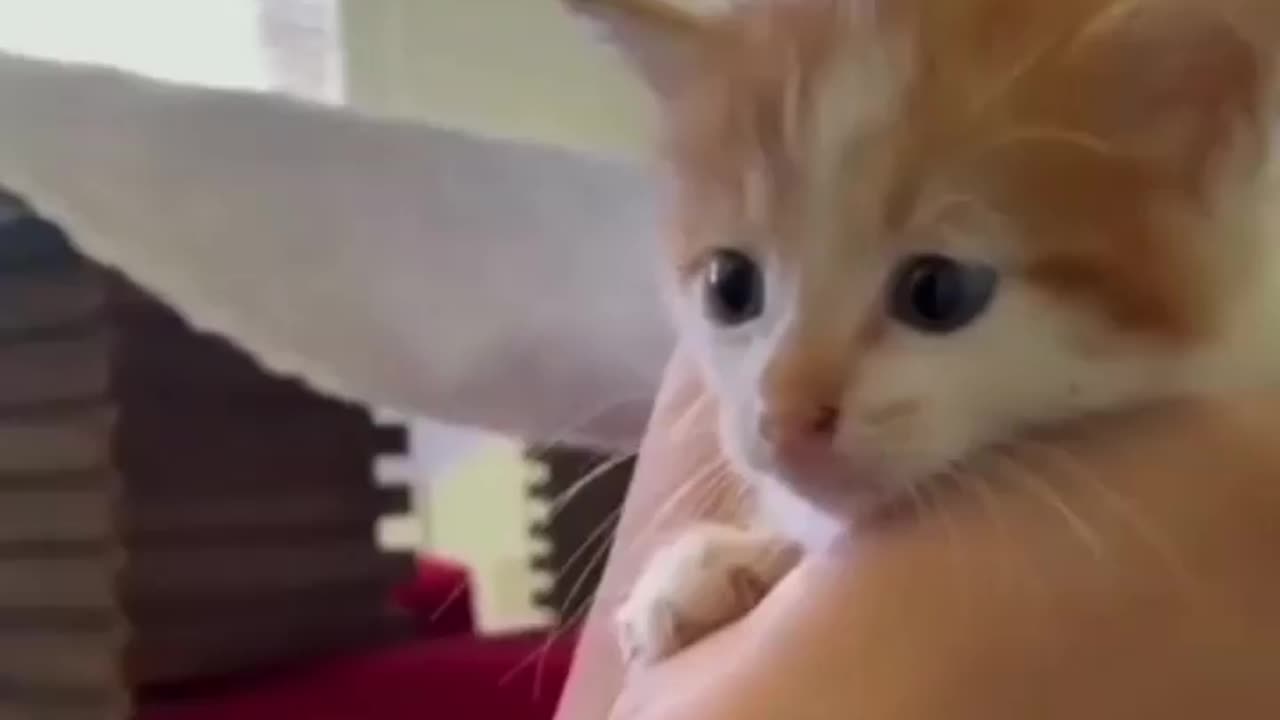 Funny Cat Compilation!