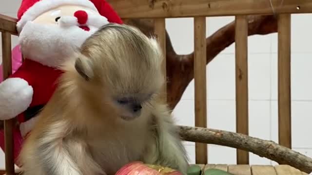 Ping An fruit want to eat apple after watching
