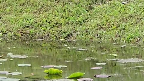 Anhinga 2