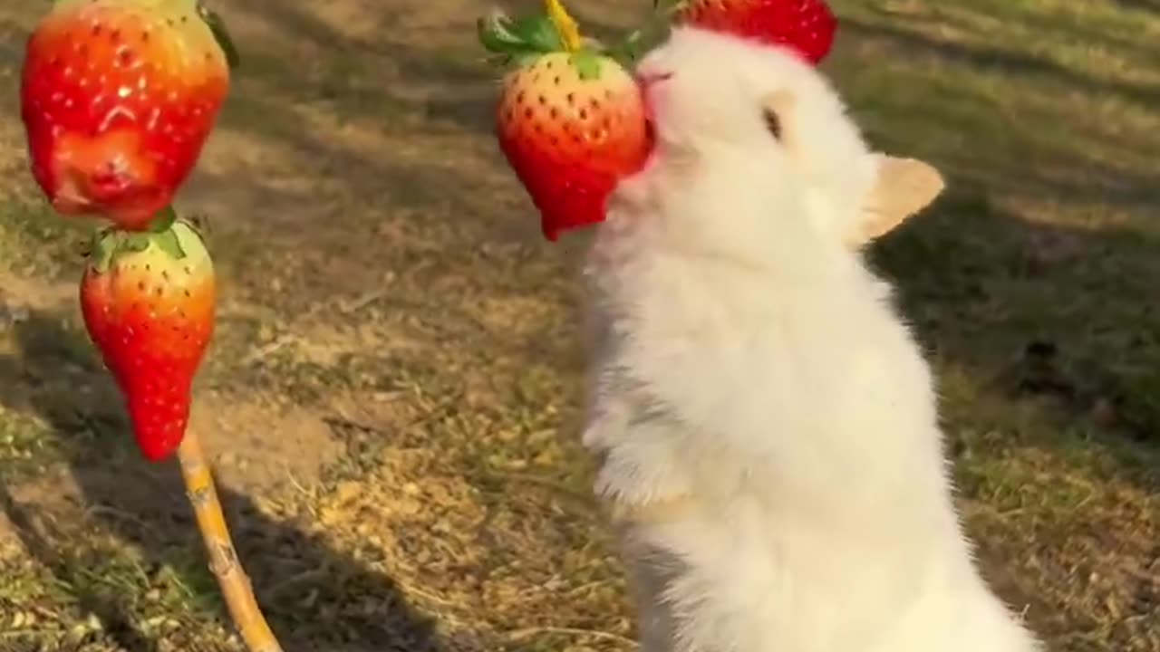 Rabbit strawberry