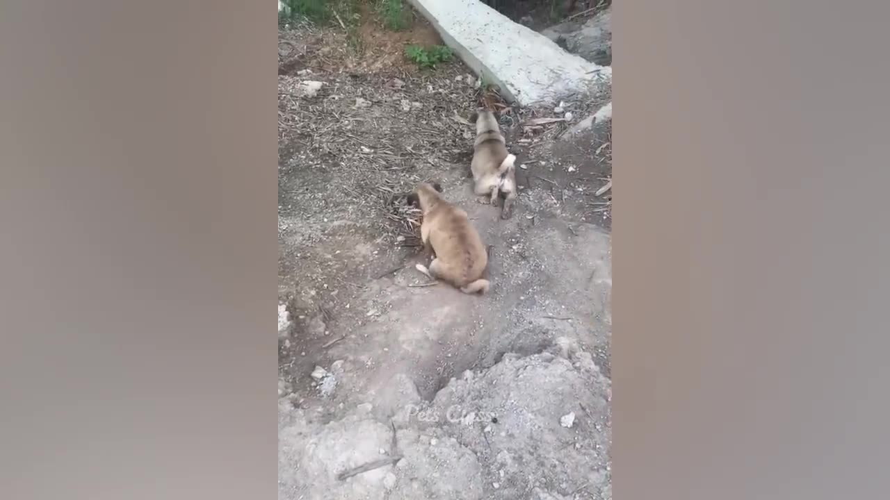 Funniest Animals 2023 π Funny Cats and Dogs Videos πΊπΆ