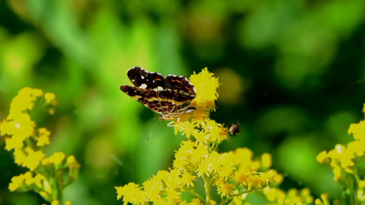 Butterfly video | Free HD Video - /Butterflies Flying /bloming flower