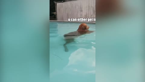 Dog doesn't want to get out of the pool