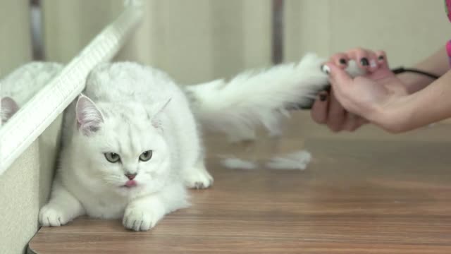 Cute cat getting haircut. British shorthair in pet salon