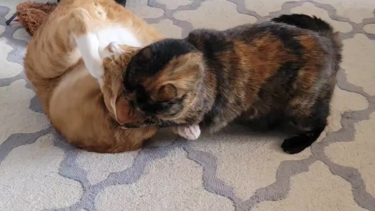 Cat fight