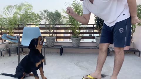 How to train our dog through speak command ( BARKING) COMMAND|ROTTWEILER DOG