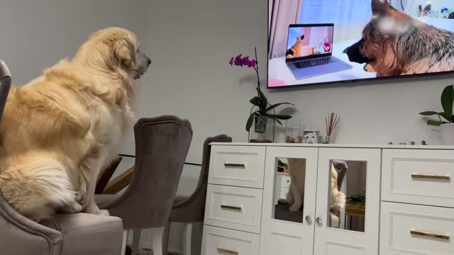 Confused Golden Retriever Recognized the German Shepherd Rocky on TV!