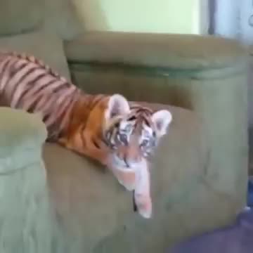 funny tiger cub