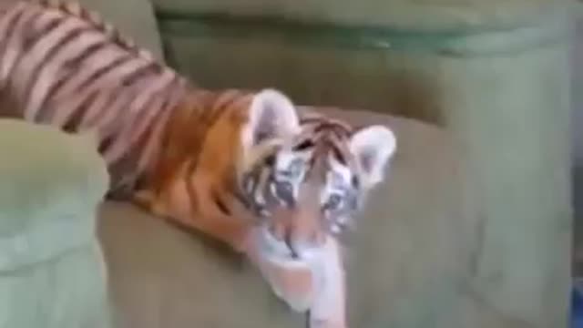 funny tiger cub