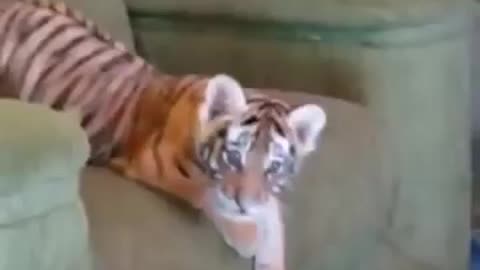 funny tiger cub