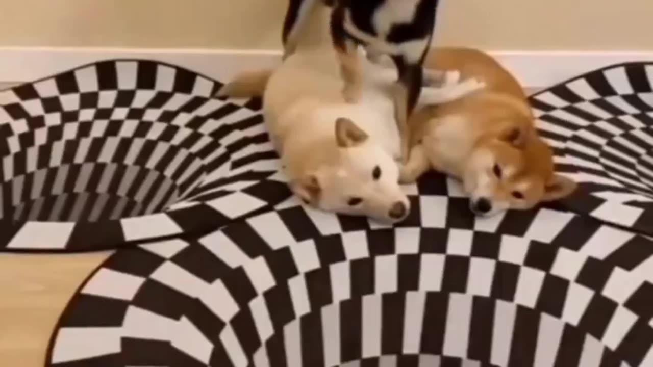 #funny video #funny animals #dog&cats love